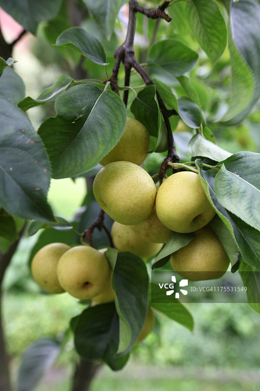亚洲梨图片素材