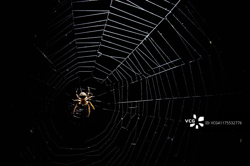 蜘蛛网图片素材