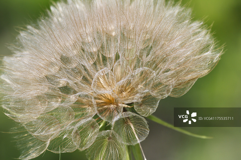 黄色山羊胡种子头图片素材