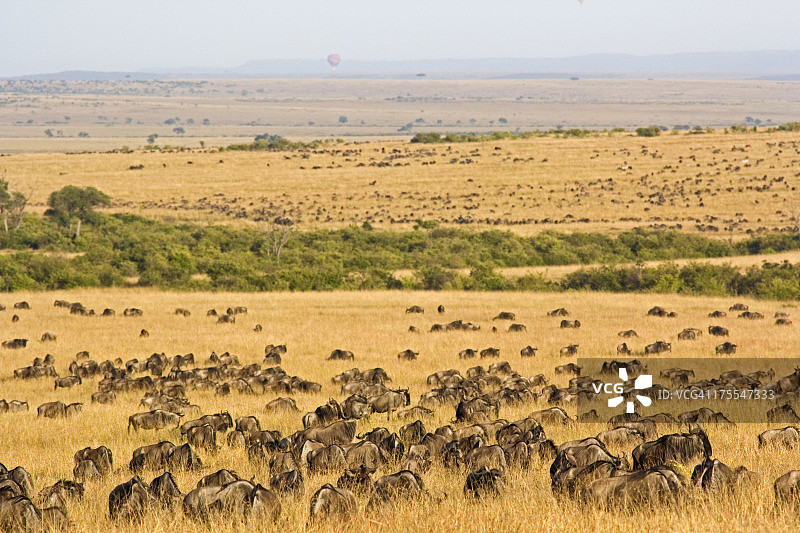 马赛马拉图片素材