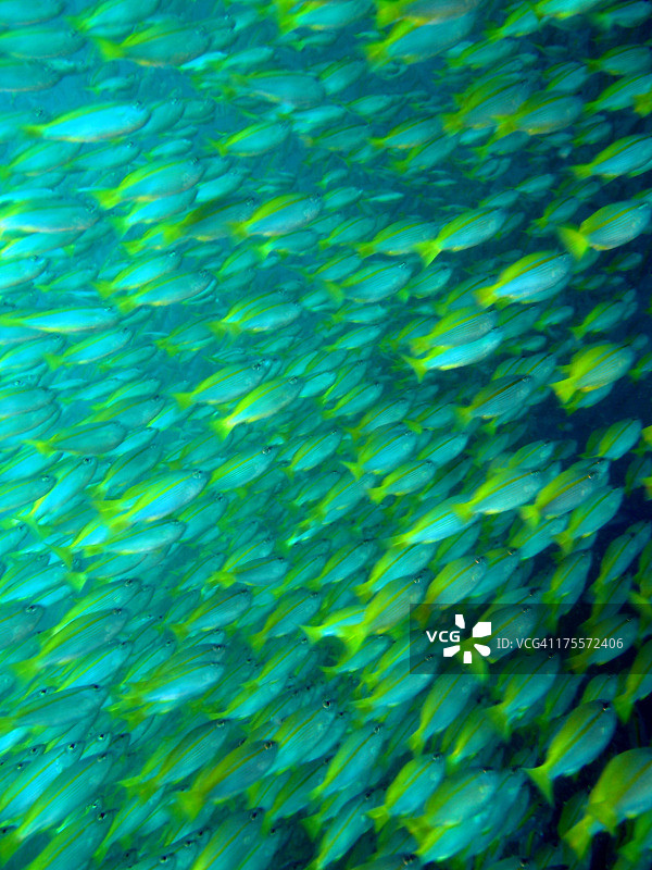 大眼鲷图片素材
