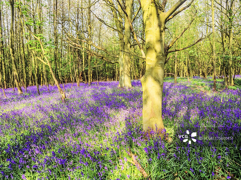 林地中的风信子图片素材