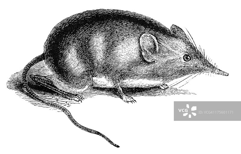 披肩象鼩图片素材