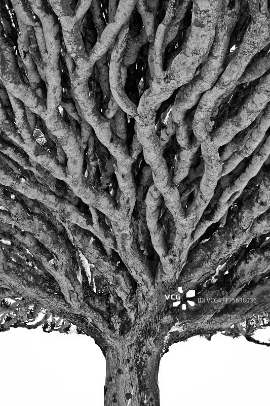 龙血树图片素材