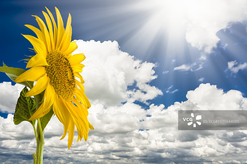 天空中的黄色巨型向日葵图片素材