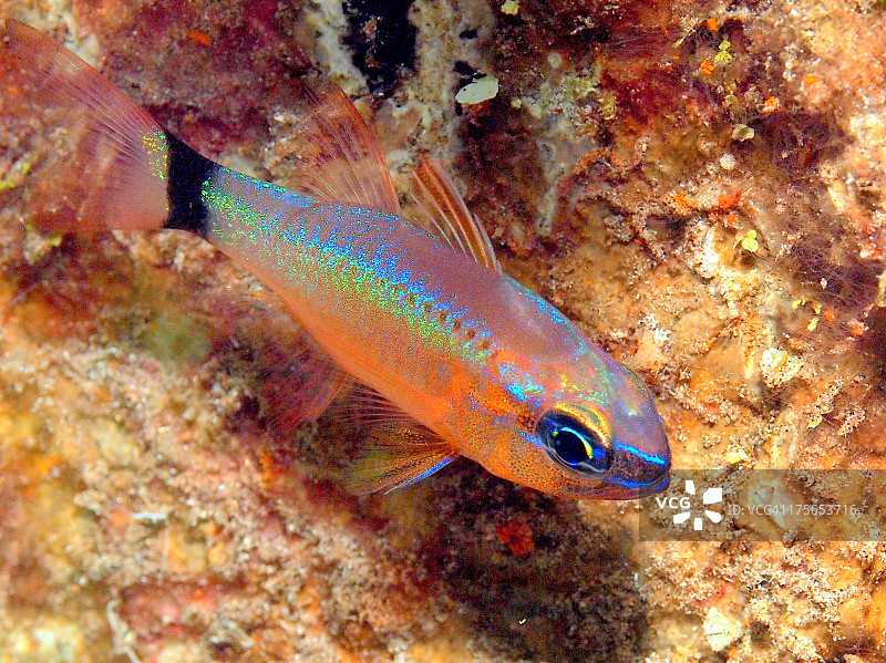 环尾天竺鲷图片素材