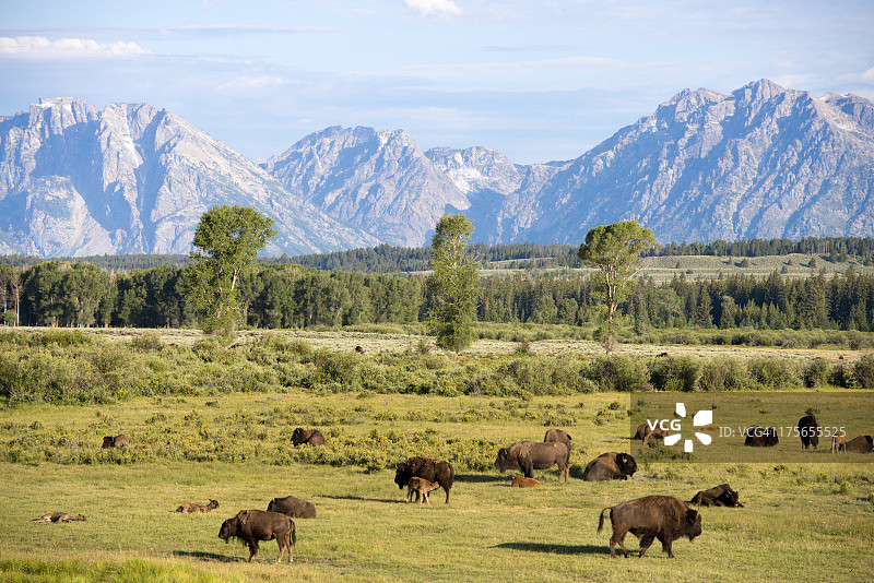 野牛与提顿山脉图片素材
