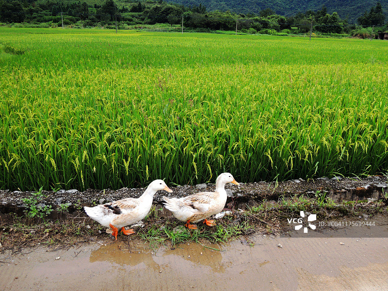 在稻田上行走的鸭子图片素材