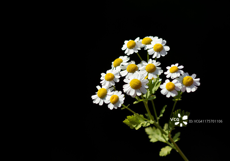 小白菊图片素材