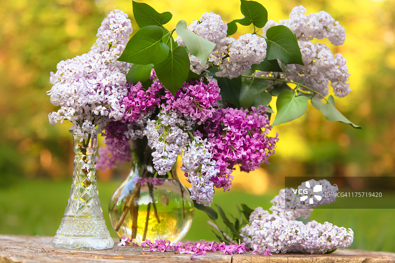 美丽的春天丁香花图片素材