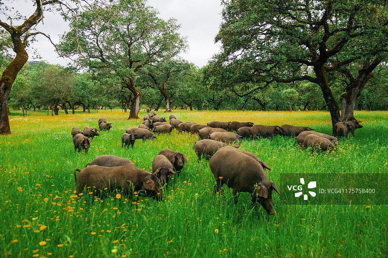 来自哈布戈的西班牙伊比利亚火腿图片素材