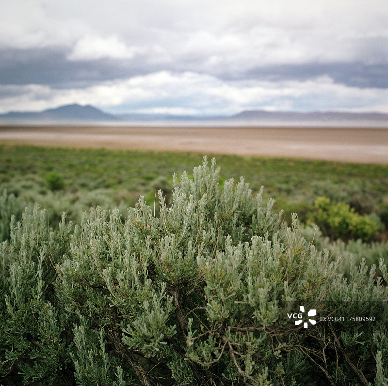 艾草与阿尔沃德沙漠图片素材