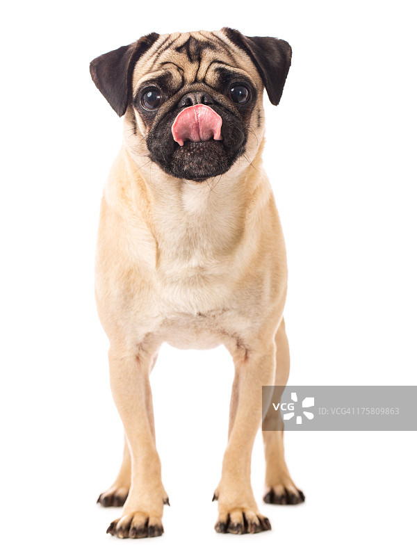 巴哥犬伸出舌头图片素材