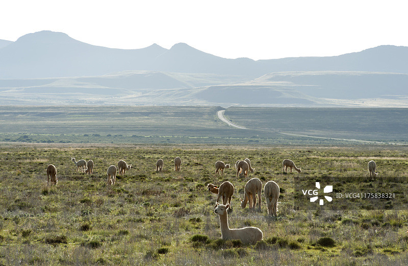 在卡鲁田野上吃草的羊驼图片素材