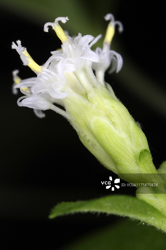 墨西哥苦草图片素材