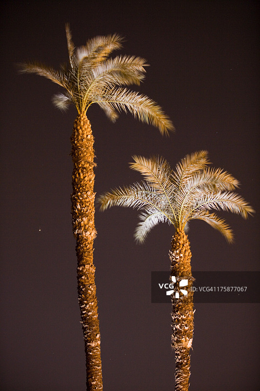 夜晚灯光照亮的枣椰树图片素材