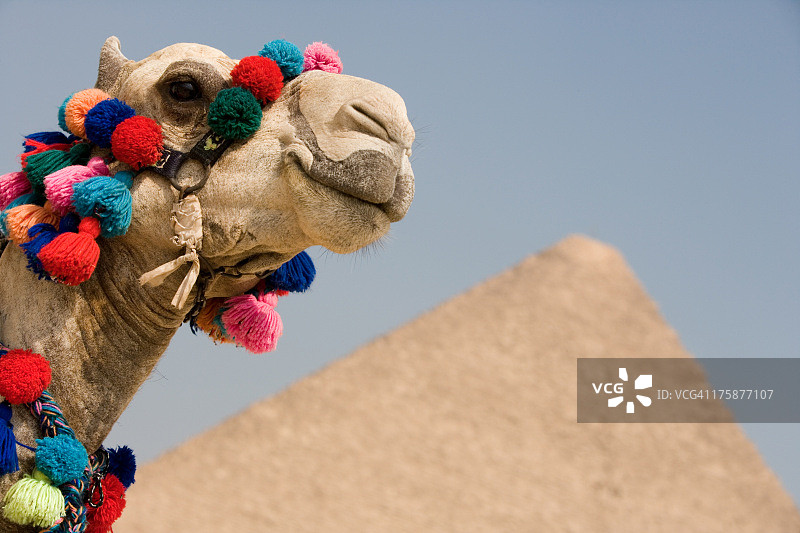 吉萨金字塔旁的骆驼图片素材