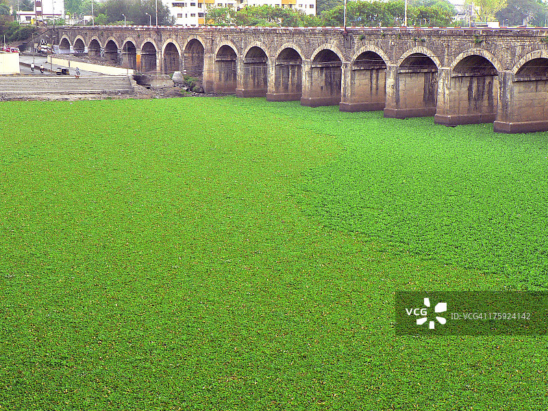 浦那被凤眼蓝覆盖的穆拉河图片素材