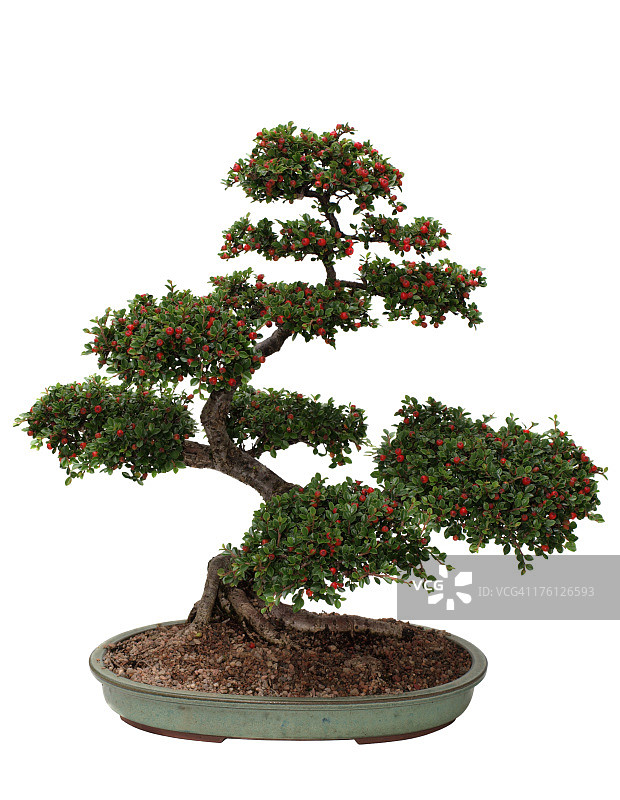 白色背景下的栒子盆景树图片素材