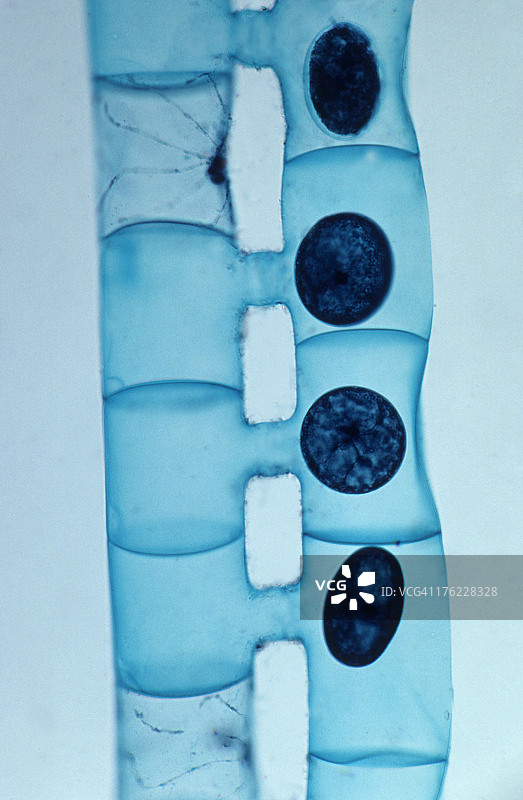 水绵的接合，放大50倍图片素材