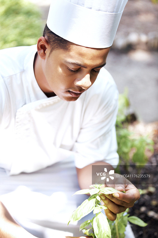 年轻厨师看着草本植物图片素材