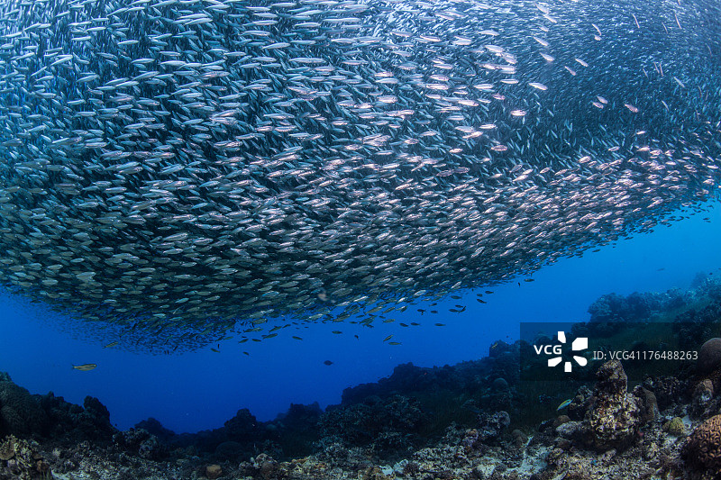 阻挡阳光的沙丁鱼群图片素材