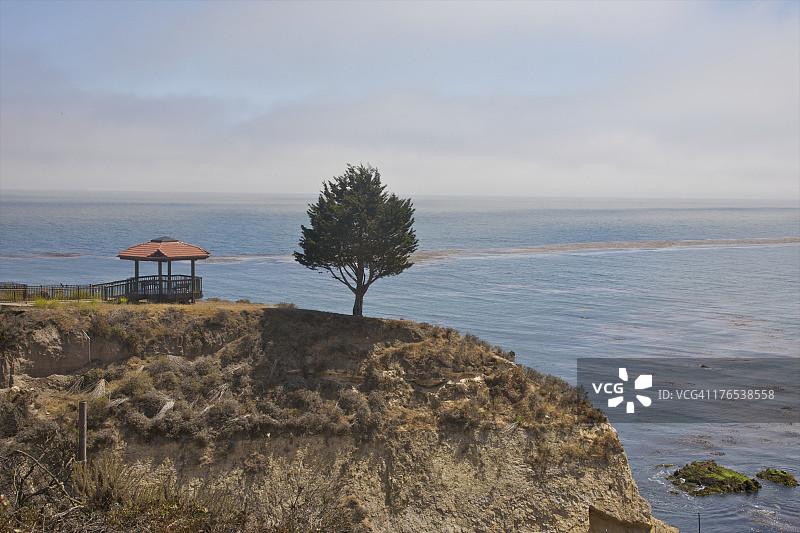 悬崖边突出的单棵树图片素材