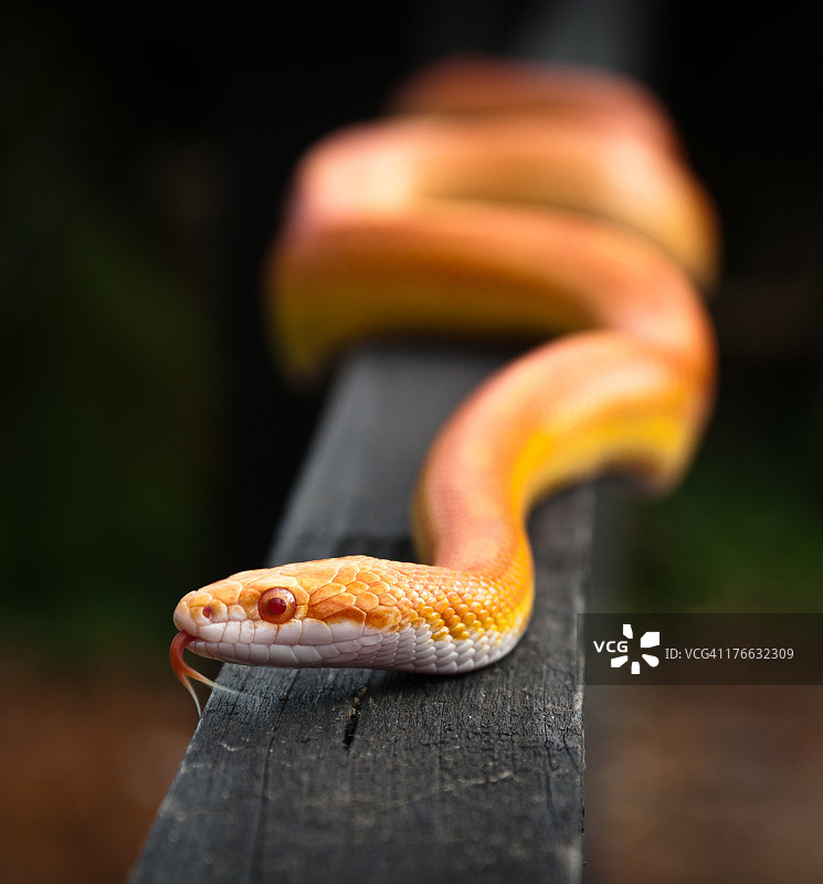 白化玉米锦蛇图片素材