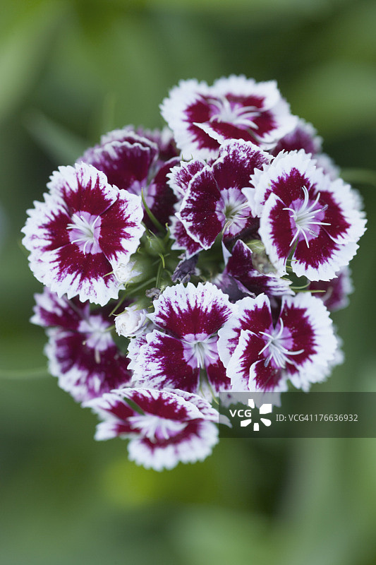 德国巴伐利亚：美丽的香石竹图片素材