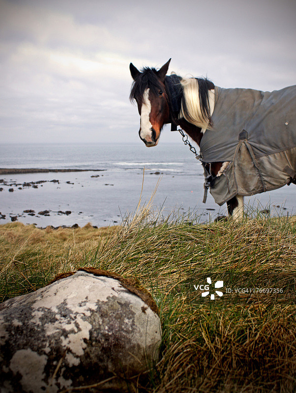 穆拉莫尔母马图片素材