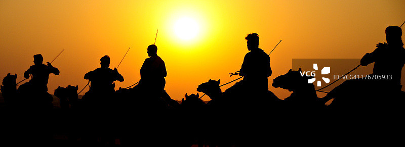 骆驼比赛之后图片素材