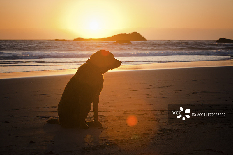 海滩边的小狗图片素材