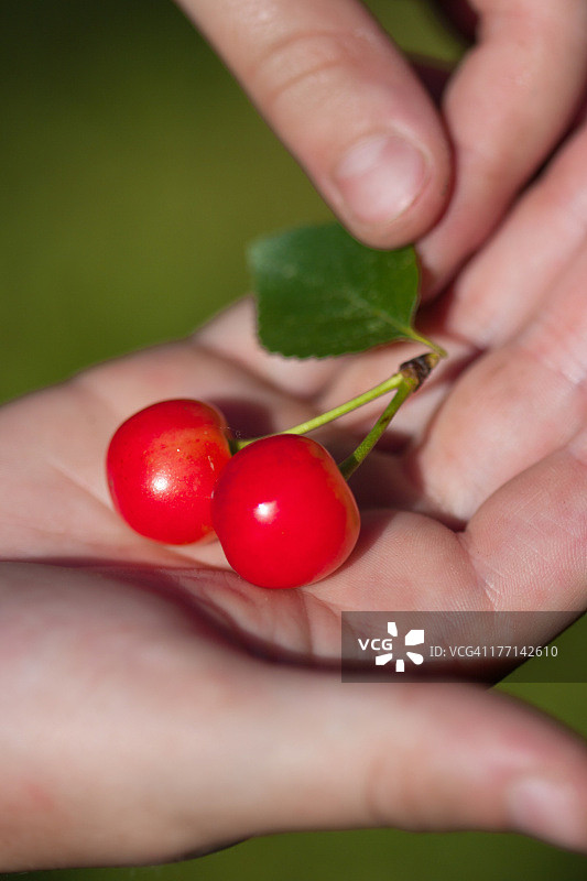 手持新鲜采摘的樱桃图片素材