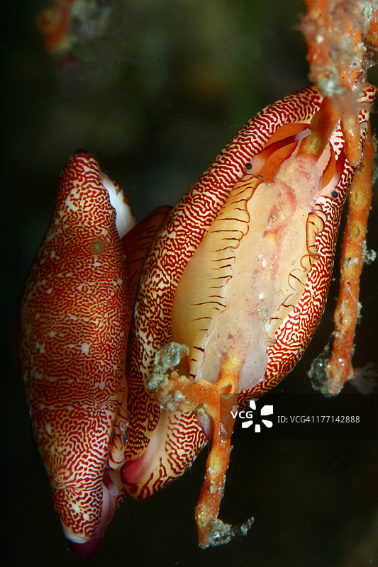 新一代宝螺图片素材