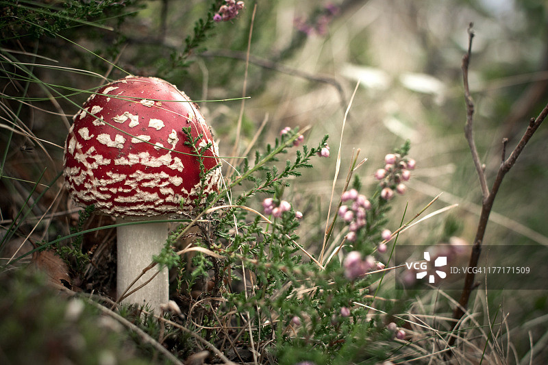 秋季草地上的有毒蘑菇图片素材