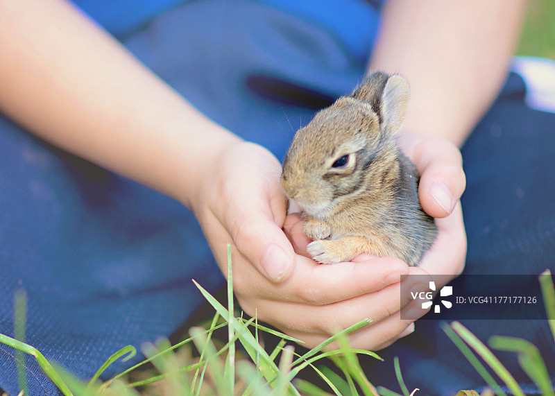小棉尾兔图片素材