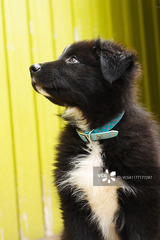 澳大利亚牧羊犬幼犬的侧脸向上看图片素材