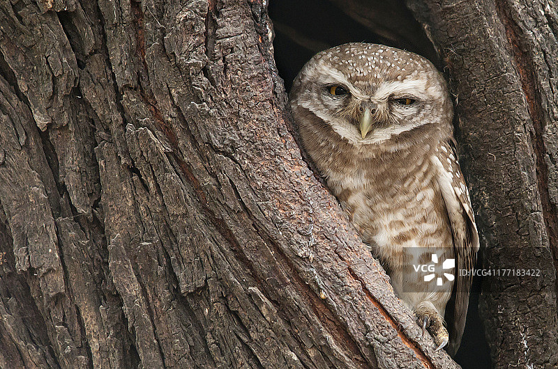 斑点小鸮图片素材