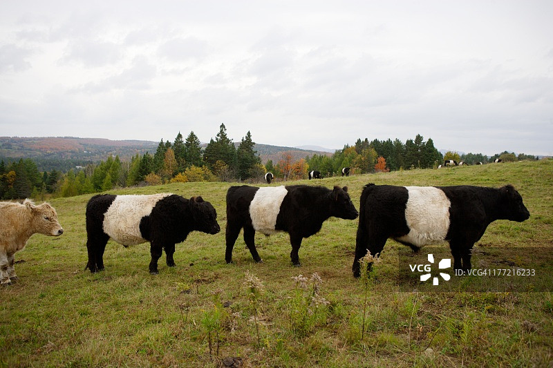 带状加洛韦牛，东伯克图片素材