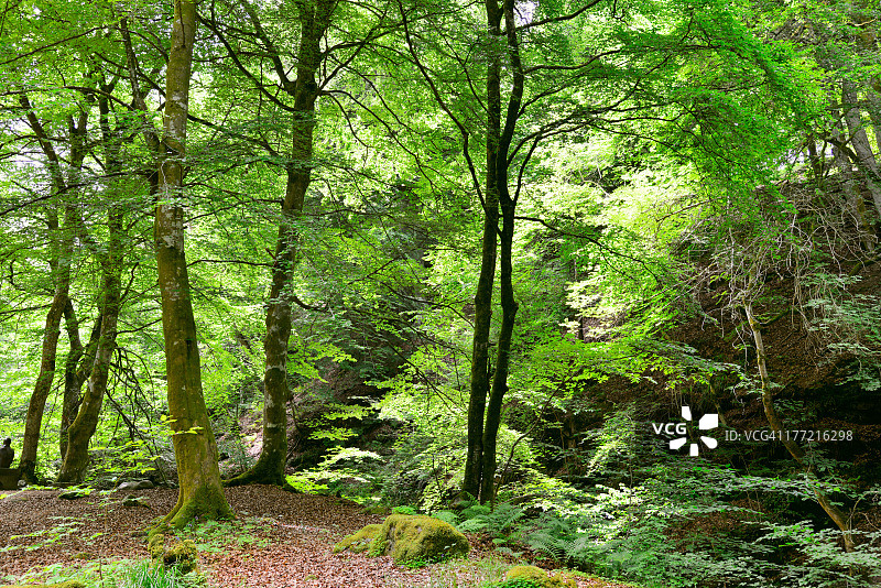 暮春林地图片素材