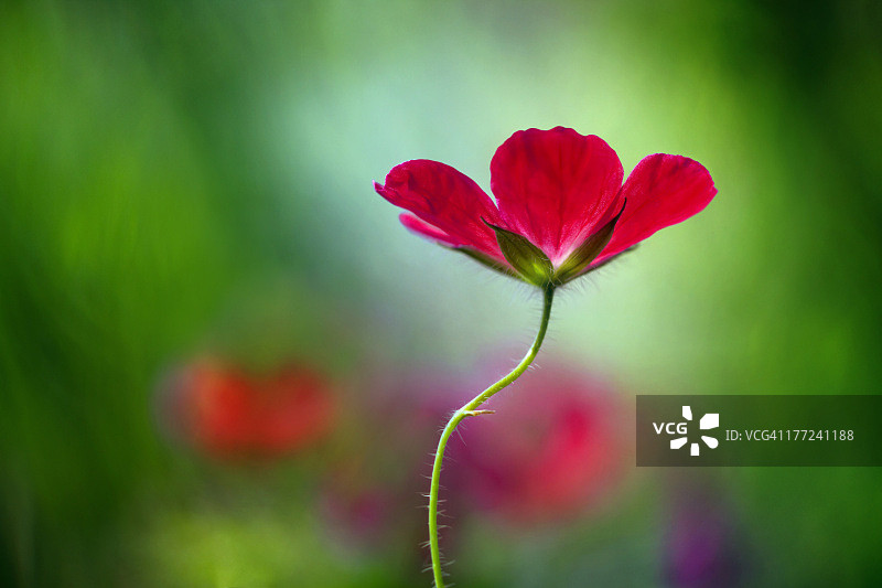 老鹳草图片素材