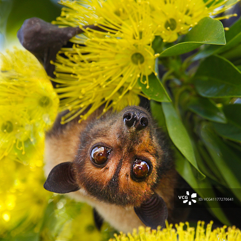 眼镜狐蝠图片素材