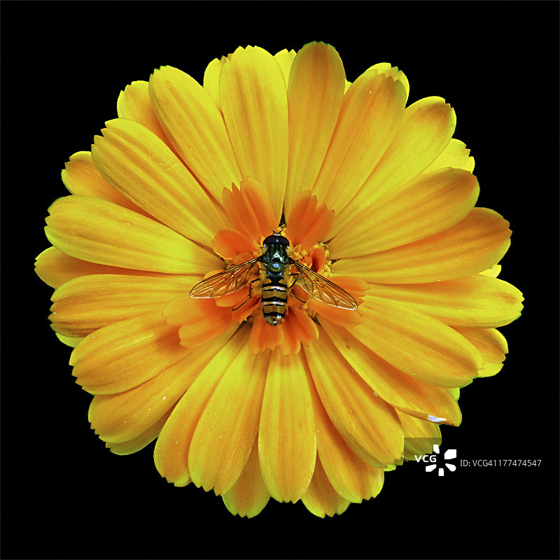 橙色蜜蜂图片素材