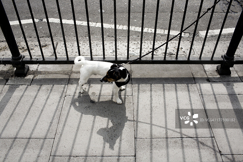 小狗被拴在门上图片素材