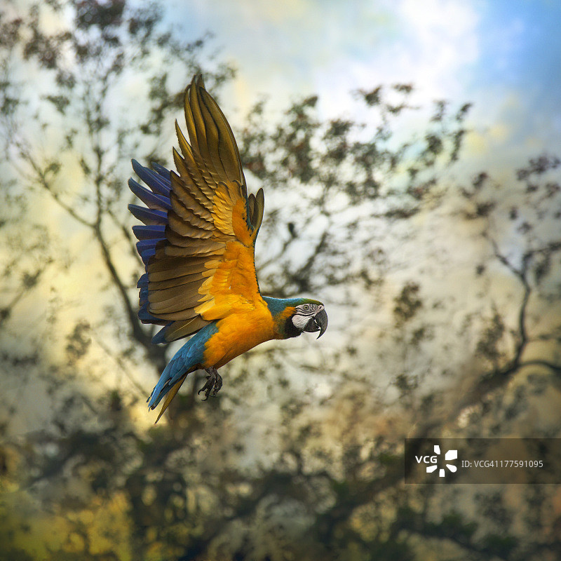 蓝色和黄色金刚鹦鹉图片素材