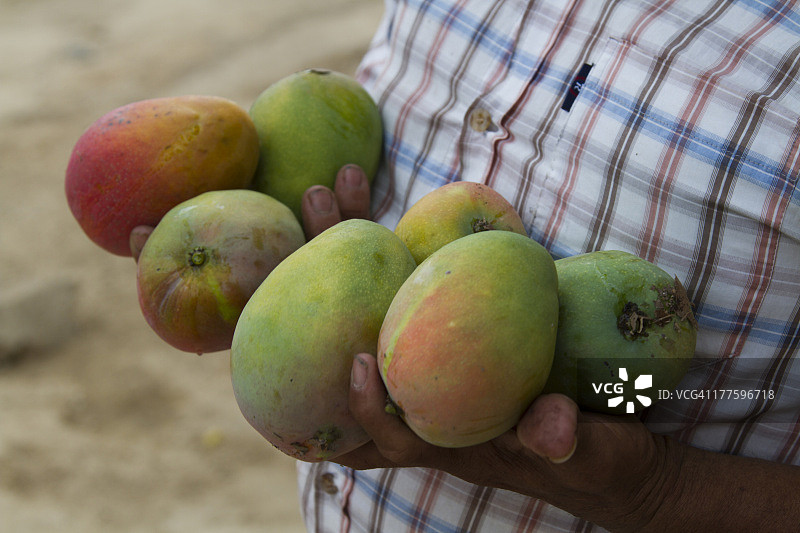 秘鲁皮乌拉芒果图片素材