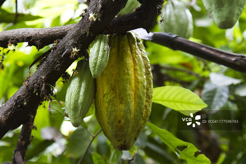 秘鲁皮乌拉帕洛布兰科的可可豆图片素材