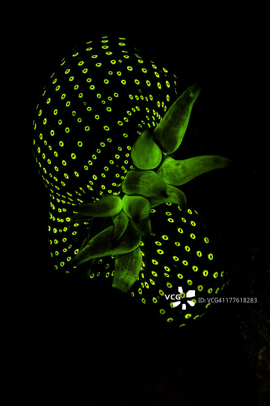 粗糙海葵图片素材