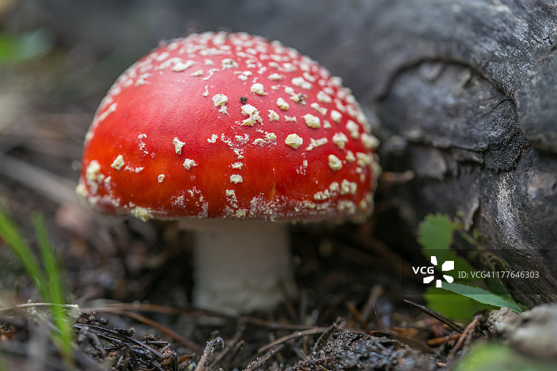 毒蝇伞图片素材