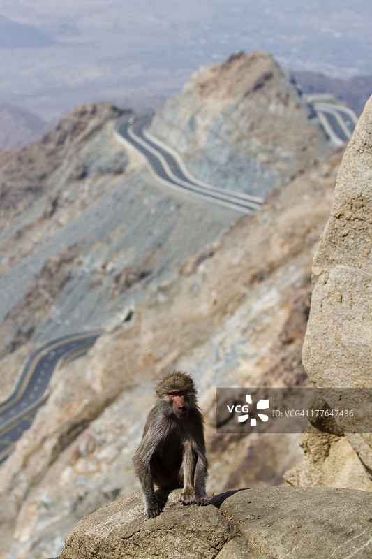 山区路边的沙特阿拉伯狒狒图片素材